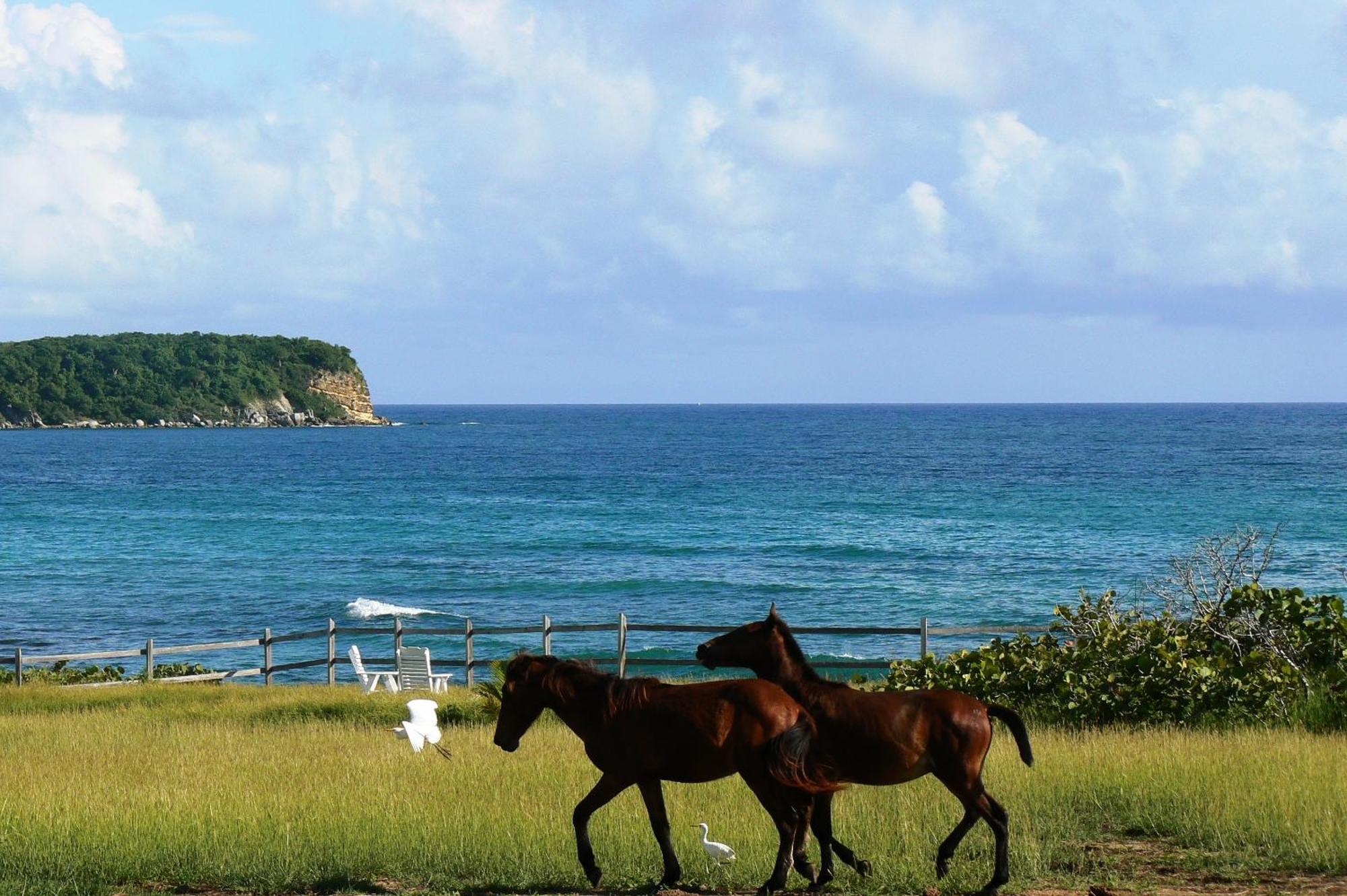 Blue Horizon Boutique Resort (Adults Only) Vieques Buitenkant foto