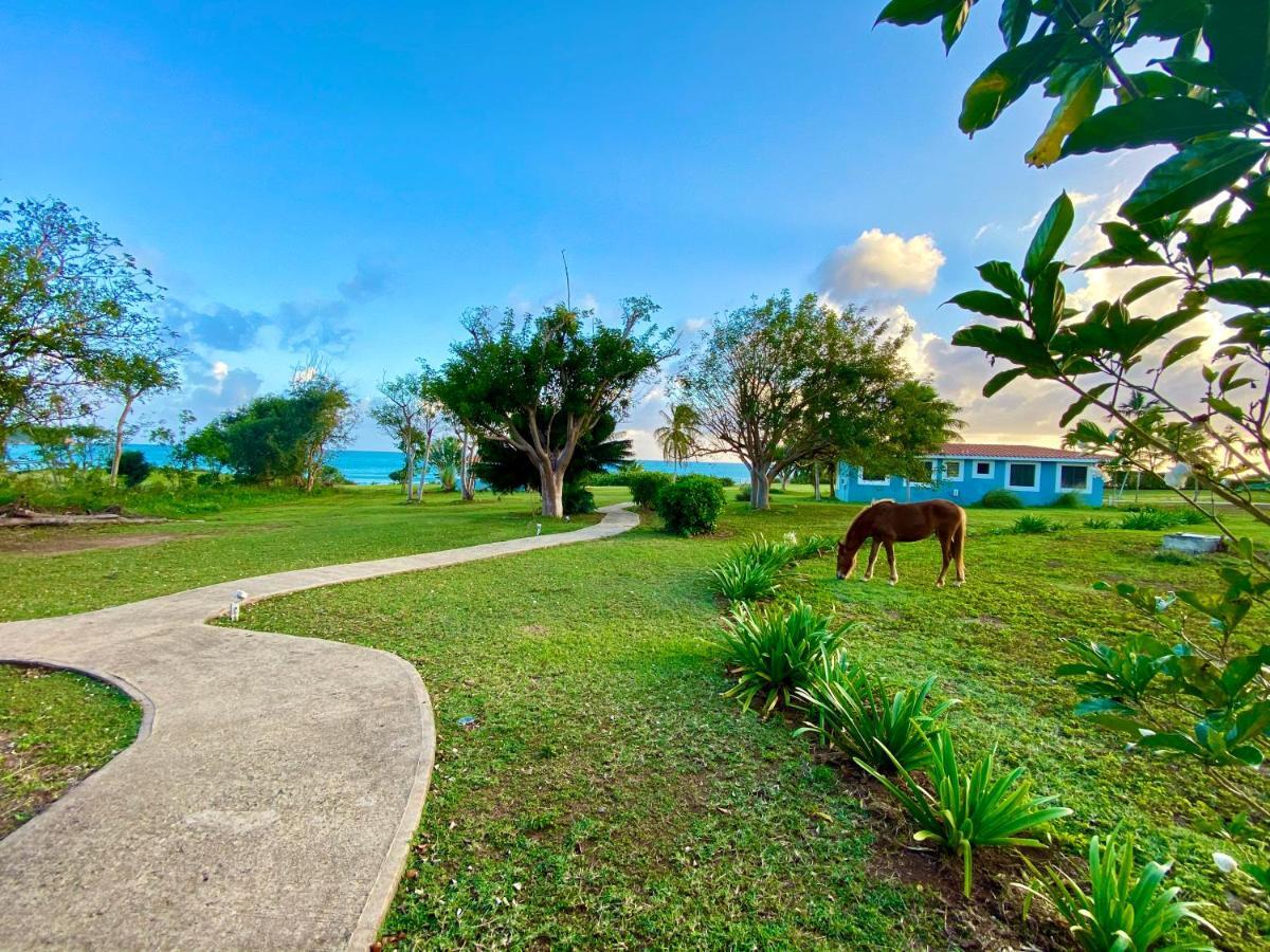 Blue Horizon Boutique Resort (Adults Only) Vieques Buitenkant foto